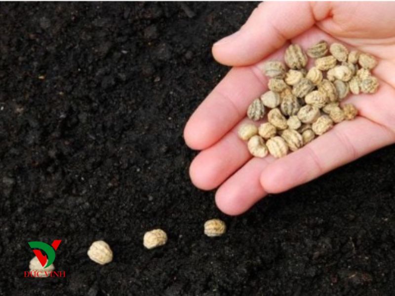 Các yếu tố ảnh hưởng đến tuổi thọ và khả năng nảy mầm của hạt giống